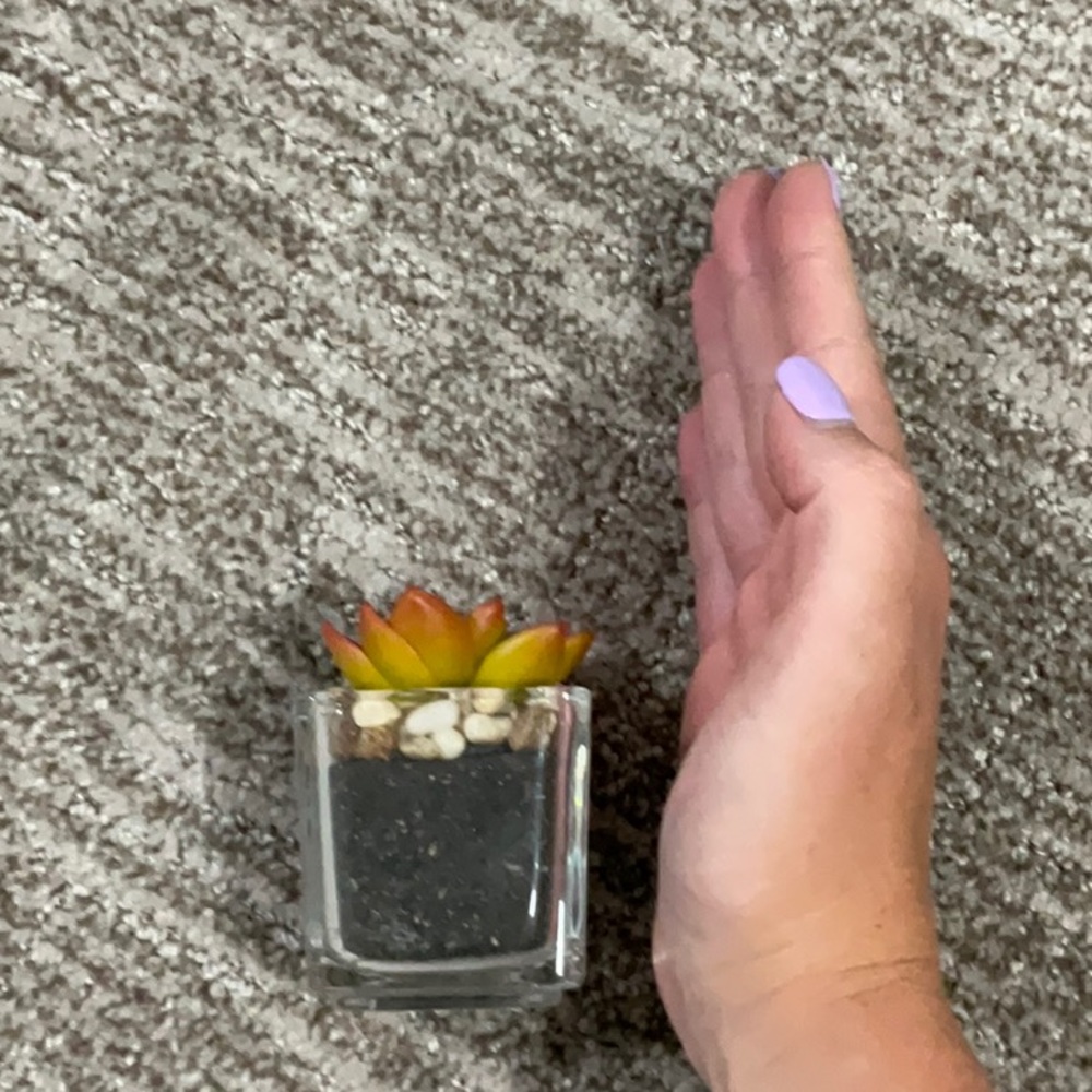 Artificial Succulent - Picture 2 of 2